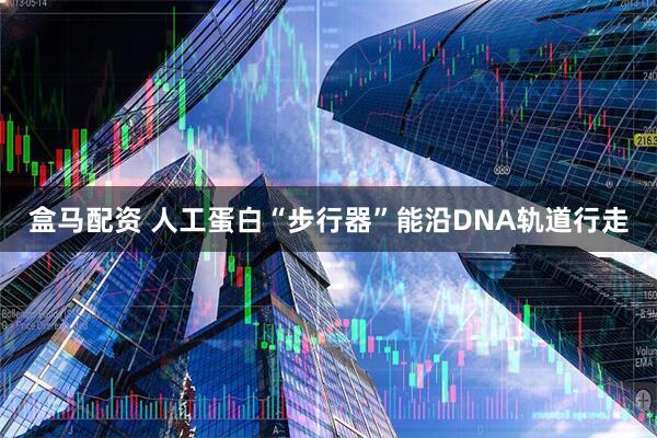 盒马配资 人工蛋白“步行器”能沿DNA轨道行走